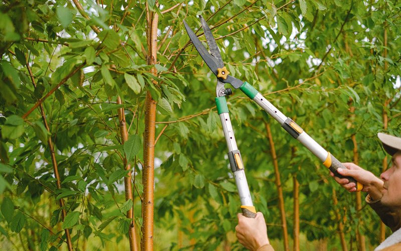 Tree trimming in Chemung, NY